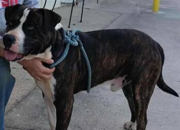 Rescue Bulldog Dogs for Adoption in Jeffersonville, Georgia - Brutus | PetCurious