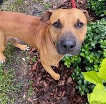 DALLAS -  Mixed Breed Dog for Adoption in St. Cloud, Florida - DALLAS | PetCurious