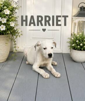 Harriet -  Labrador Retriever and Australian Cattle Dog Blue Heeler Dog for Adoption in Lucas, Texas - Harriet | PetCurious