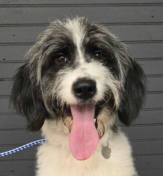 Clover -  Great Pyrenees and Poodle Dog for Adoption in Newport, Tennessee - Clover | PetCurious