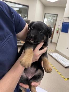 Pup 2 -  Cattle Dog Dog for Adoption in Vancouver, Washington - Pup 2 | PetCurious