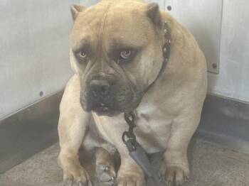 Pit Bull Terrier and Mixed Breed Dogs Available for Adoption in San Bernardino, California - ZEKE | PetCurious