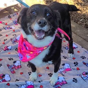 Border Collie and Cocker Spaniel Dogs Available for Adoption - Arabella | PetCurious