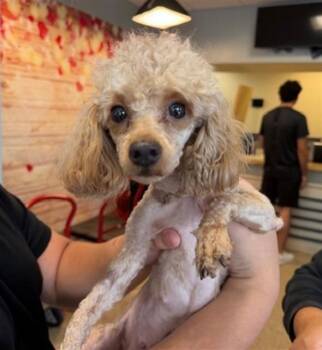 Poodle Dogs Available for Adoption - JELLY BEAN | PetCurious
