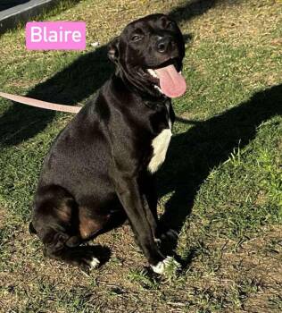 Rescue Terrier Dogs for Adoption in Puyallup, Washington - Blaire | PetCurious