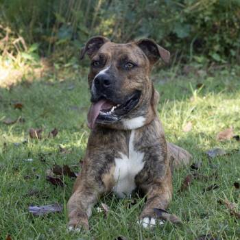 Rescue Mountain Cur Dogs for Adoption in Quincy, Florida - Scooby | PetCurious