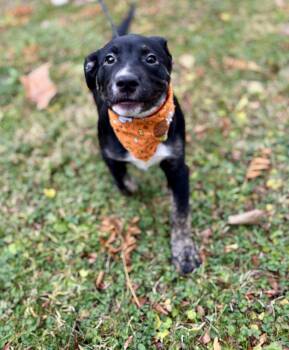 Rescue Mixed Breed Dogs for Adoption in Upper Sandusky, Ohio - Stitch | PetCurious