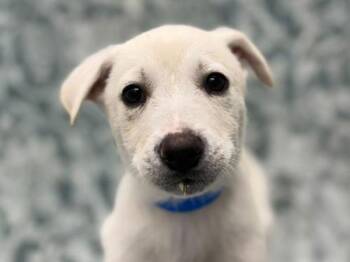 Siberian Husky Dogs Available for Adoption in Portland, Oregon - Zoboomafoo | PetCurious