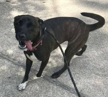 Terrier and Mixed Breed Dogs Available for Adoption in Palm Coast, Florida - Pixie | PetCurious