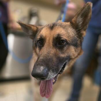 Chief -  German Shepherd Dog Dog for Adoption in Denison, Texas - Chief | PetCurious