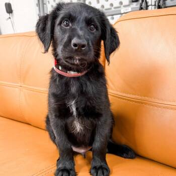 1188 (2026) Crouton -  Goldendoodle and Mixed Breed Dog for Adoption in Parker, Colorado - 1188 (2026) Crouton | PetCurious
