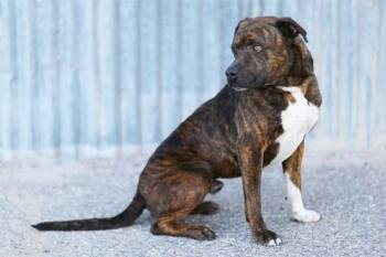 Pit Bull Terrier and Mixed Breed Dogs Available for Adoption in Albuquerque, New Mexico - DUKE | PetCurious