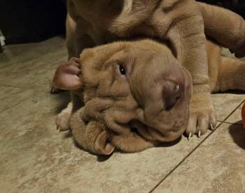 Milansa -  Shar Pei Dog for Adoption in Lake Forest, California - Milansa | PetCurious
