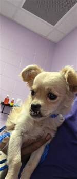 61570162 -  Chihuahua and Mixed Breed Dog for Adoption in El Paso, Texas - 61570162 | PetCurious