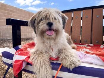 JAKE -  Shih Tzu and Mixed Breed Dog for Adoption in Tustin, California - JAKE | PetCurious