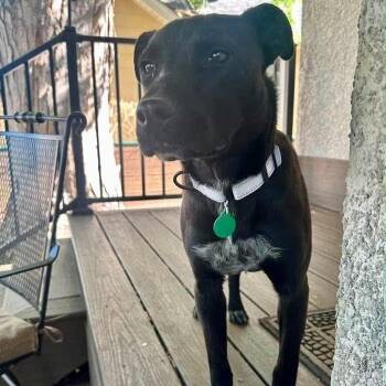 Louise -  Mixed Breed Dog for Adoption in Buffalo, Minnesota - Louise | PetCurious