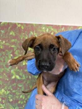 Coffee -  Shepherd and Mixed Breed Dog for Adoption in San Antonio, Texas - Coffee | PetCurious