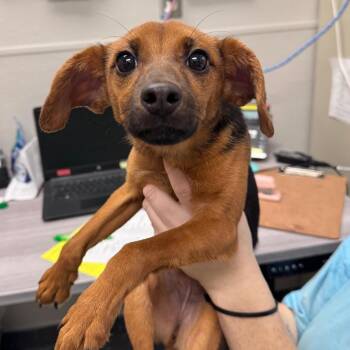 Fluffy Marshmallow Pants -  Mixed Breed Dog for Adoption in Columbiana, Alabama - Fluffy Marshmallow Pants | PetCurious