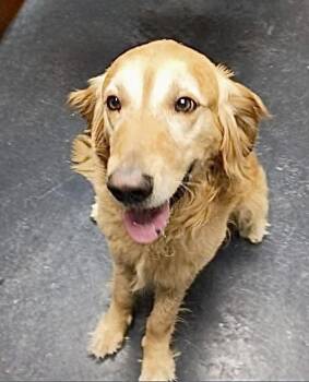 Marlowe -  Golden Retriever Dog for Adoption in Littleton, Colorado - Marlowe | PetCurious