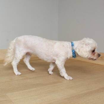 Maltese and Shih Tzu Dogs Available for Adoption in Minnetonka, Minnesota - Chai D69184 | PetCurious
