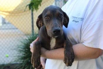 Liberty -  Hound and Mixed Breed Dog for Adoption in Brunswick, Georgia - Liberty | PetCurious