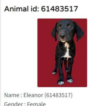 Eleanor -  Labrador Retriever Dog for Adoption in Austin, Texas - Eleanor | PetCurious