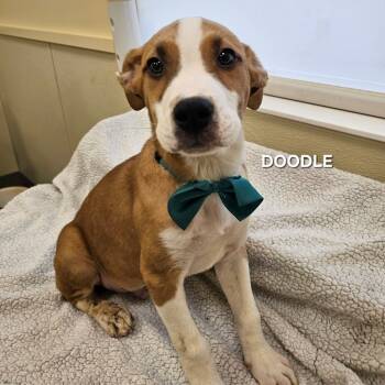 Rescue Boxer Dogs for Adoption in Madisonville, Tennessee - Doodle | PetCurious