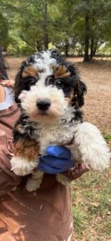 Delilah (AL) -  Bernese Mountain Dog Dog for Adoption in New York, New York - Delilah (AL) | PetCurious