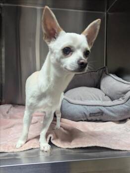 PIKACHU -  Chihuahua Dog for Adoption in Derwood, Maryland - PIKACHU | PetCurious