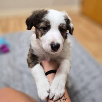 Rosalind -  Mixed Breed Dog Available for Adoption in Woodstock, Illinois - Rosalind | PetCurious