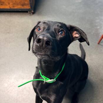 Preston -  Black Labrador Retriever and Belgian Shepherd Malinois Dog for Adoption in Idaho Falls, Idaho - Preston | PetCurious