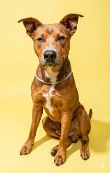 Mixed Breed Dogs Available for Adoption in Jacksonville, Florida - FINNIGAN | PetCurious
