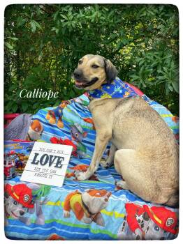 Anatolian Shepherd Dogs Available for Adoption in Sebring, Florida - Calliope | PetCurious