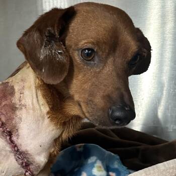 Dachshund Dogs Available for Adoption in Kirby, Texas - Wrigleyville Chicago Dog | PetCurious
