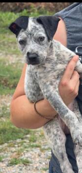 Tinkerbell -  Australian Cattle Dog Blue Heeler Dog Available for Adoption in Jackson, Mississippi - Tinkerbell | PetCurious
