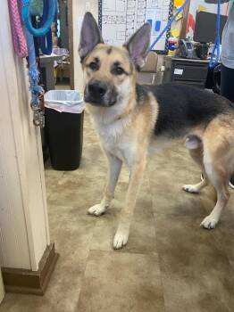 Remmy -  German Shepherd Dog Dog for Adoption in Springfield, Ohio - Remmy | PetCurious