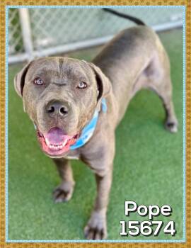 POPE -  Mastiff and Cane Corso Dog for Adoption in Marietta, Georgia - POPE | PetCurious