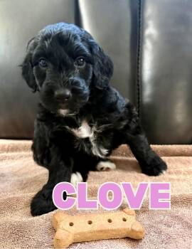 Clove -  Aussiedoodle Dog for Adoption in Shalimar, Florida - Clove | PetCurious