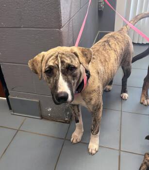 Rescue Mixed Breed Dogs for Adoption in Nashville, Tennessee - Katara | PetCurious