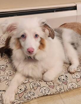 Australian Shepherd Dogs Available for Adoption in Schnecksville, Pennsylvania - RADAR | PetCurious
