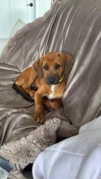 Hound Dogs Available for Adoption in Colorado Springs, Colorado - Rosie | PetCurious