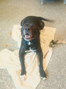 Pit Bull Terrier and Labrador Retriever Dogs Available for Adoption in Westland, Michigan - Chandler | PetCurious
