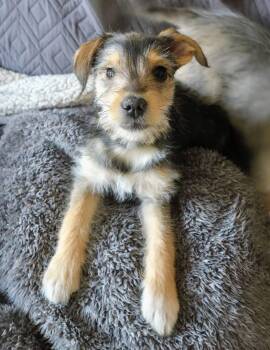 Miniature Schnauzer and Australian Shepherd Dogs Available for Adoption - Sky | PetCurious