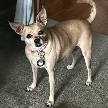 Pixie -  Chihuahua Dog for Adoption in Brockport, New York - Pixie | PetCurious