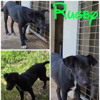Rugby -  Labrador Retriever and Mixed Breed Dog for Adoption in Austin, Texas - Rugby | PetCurious
