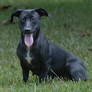 Beauty 21223 -  Dachshund and Mixed Breed Dog for Adoption in Minneapolis, Minnesota - Beauty 21223 | PetCurious