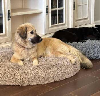 Rescue Anatolian Shepherd Dogs for Adoption in Brookshire, Texas - Patience | PetCurious