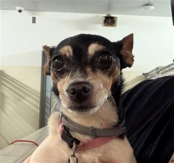 BELLA -  Chihuahua Dog for Adoption in Houston, Texas - BELLA | PetCurious