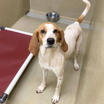 Coonhound Dogs Available for Adoption - Queen #22042 | PetCurious