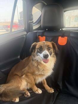 Eggroll -  Shetland Sheepdog Sheltie Dog for Adoption in Shawnee, Oklahoma - Eggroll | PetCurious
